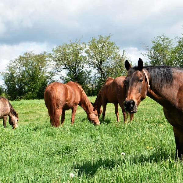 Pension pour chevaux à Orcines, Puy-de-Dôme